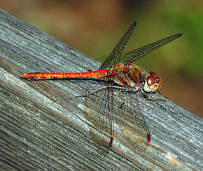 290px-Sympetrum_striolatum_fg01