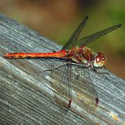 290px-Sympetrum_striolatum_fg01