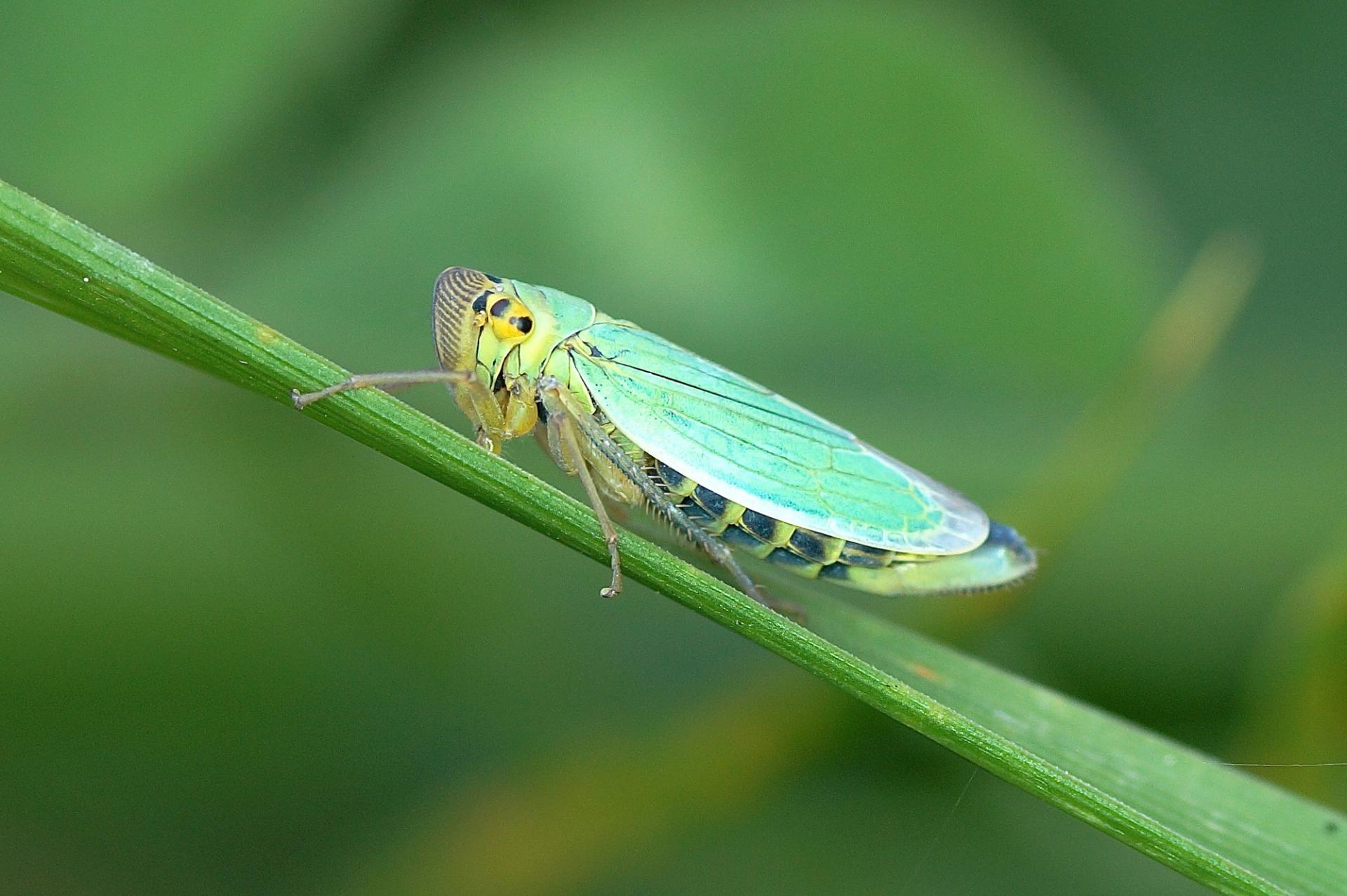 cicadelle verte