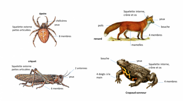 4 especes de la carriere