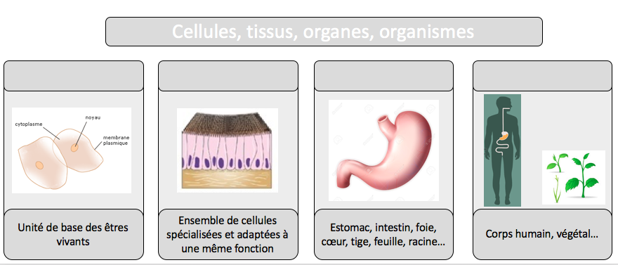 Bilan cellule