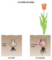 Bulbe tulipe