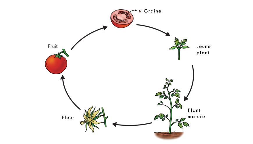 Cycle plante