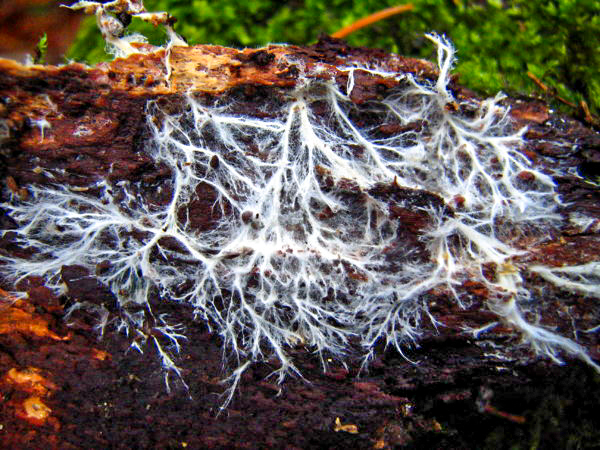Mycelium 1