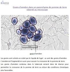 Pomme de terre microscope