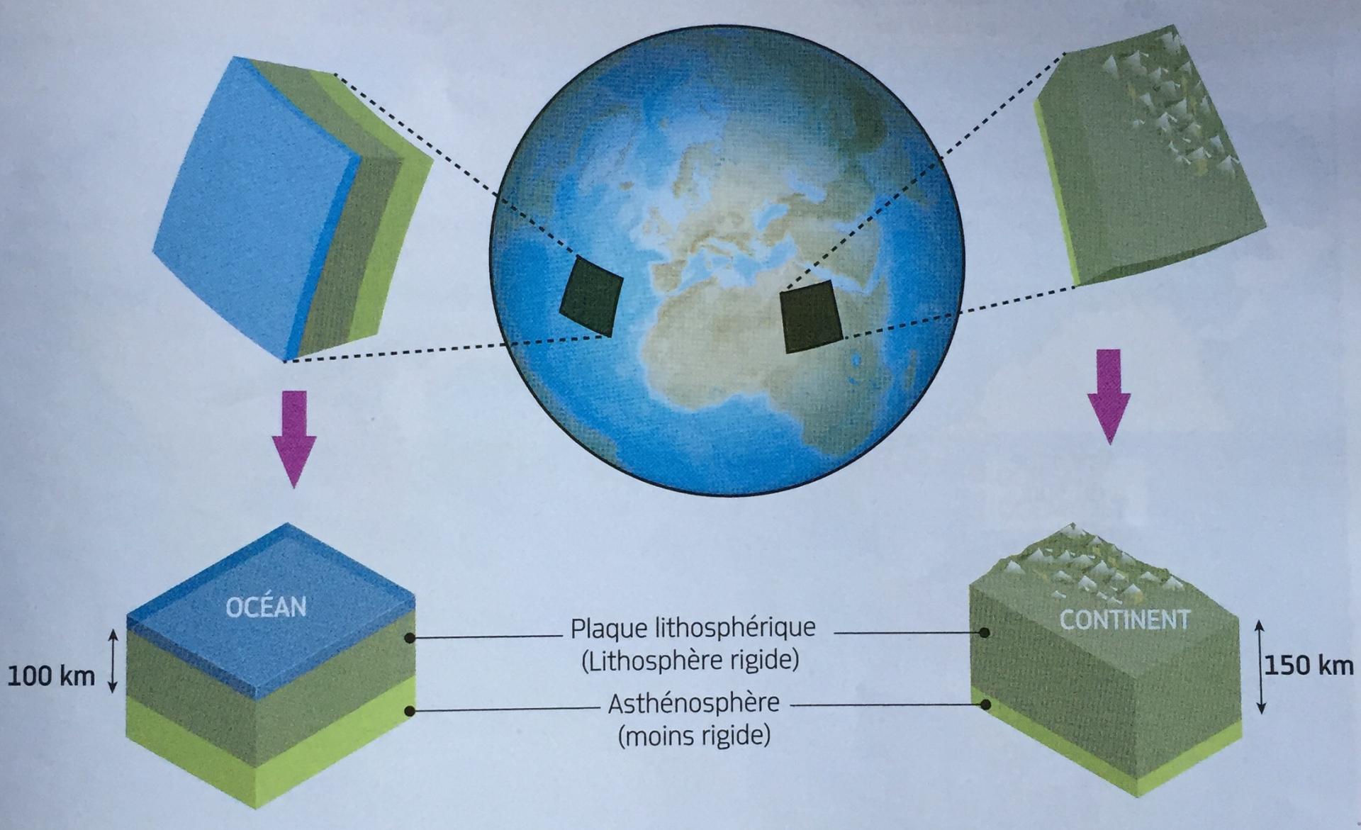 Structure interne globe